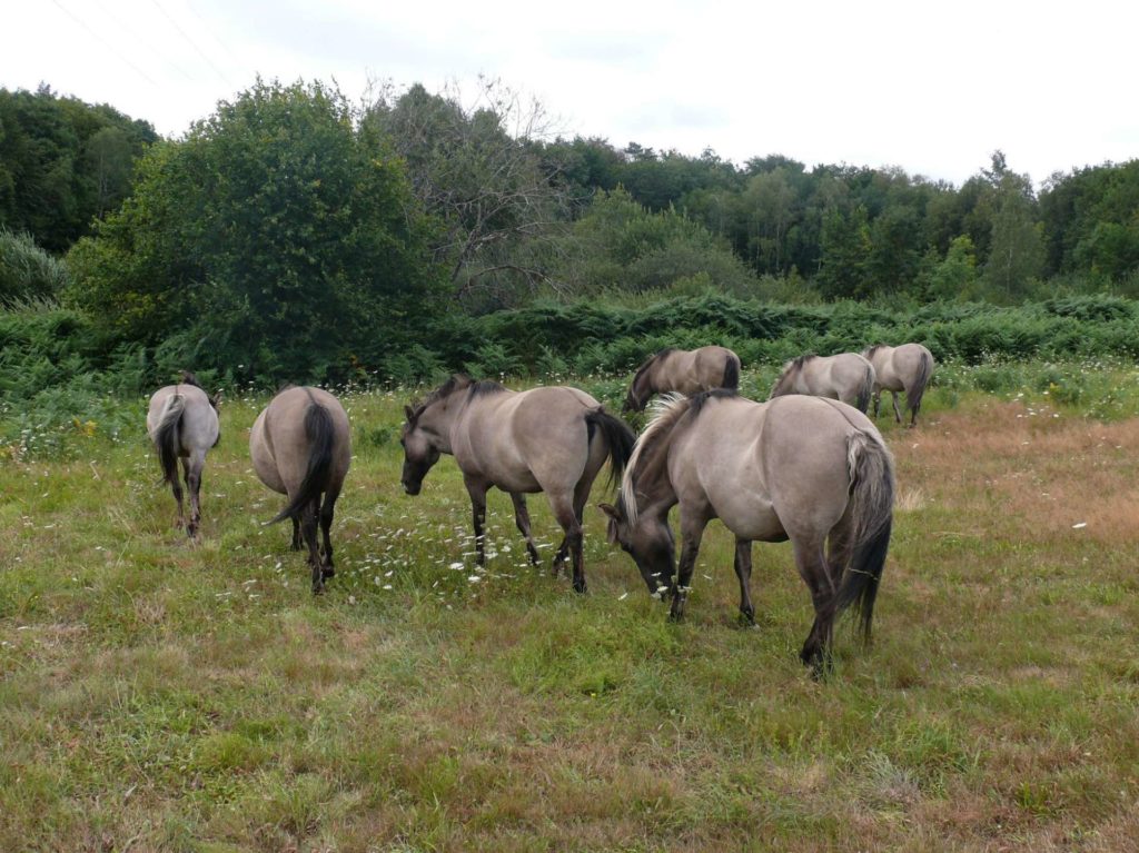 Chevaux Konik Polski pâturant des milieux secs