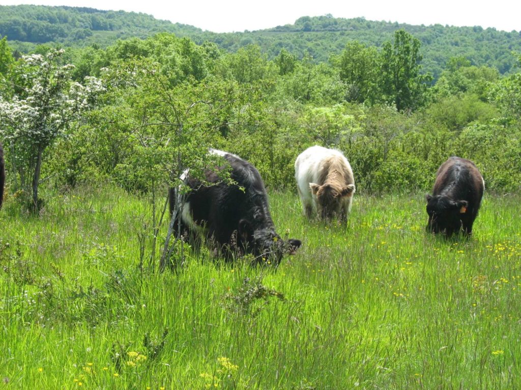 Vaches Galloway sur les pelouses sèches