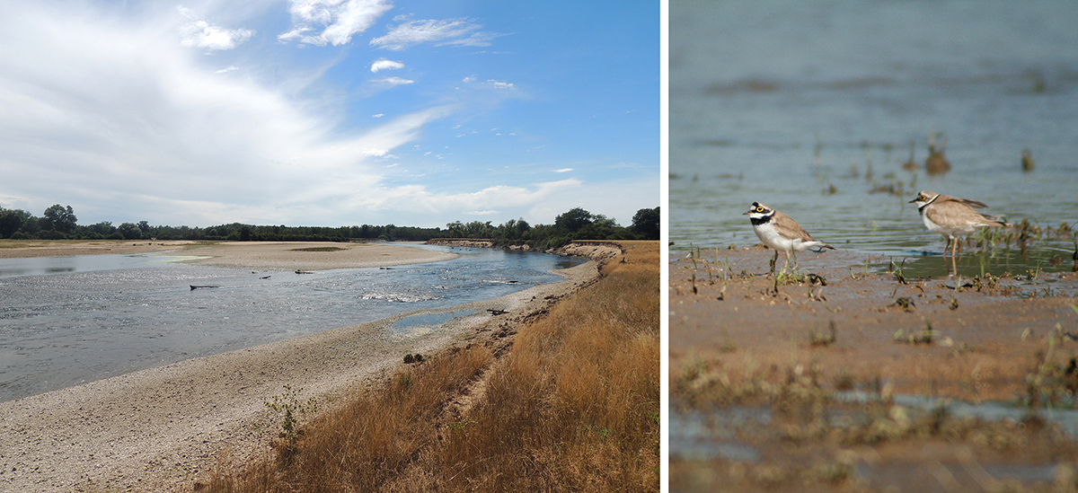 La Loire et des Petits gravelots
