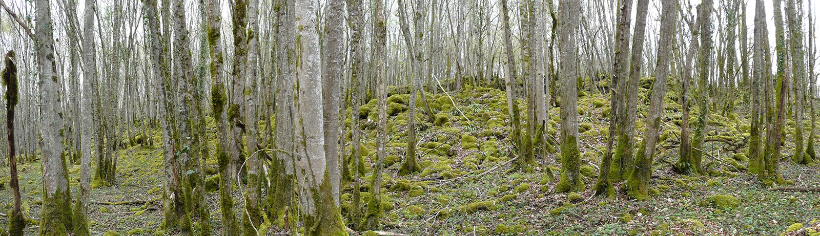 Forêt aux sources de la Groeme