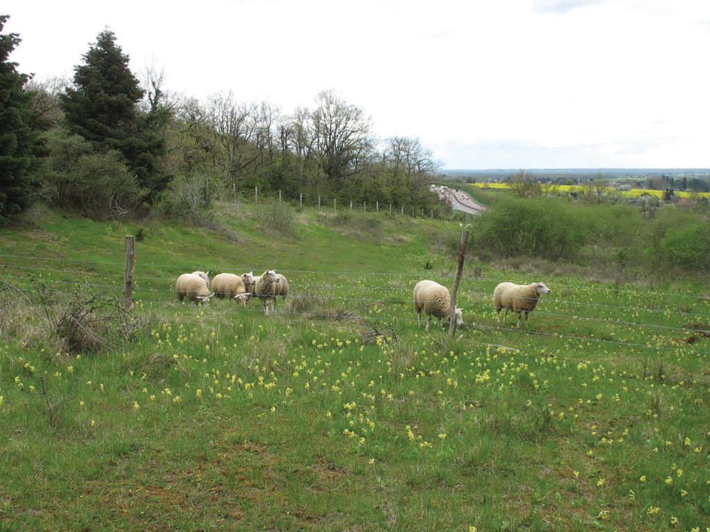 Moutons pâturant un milieu naturel