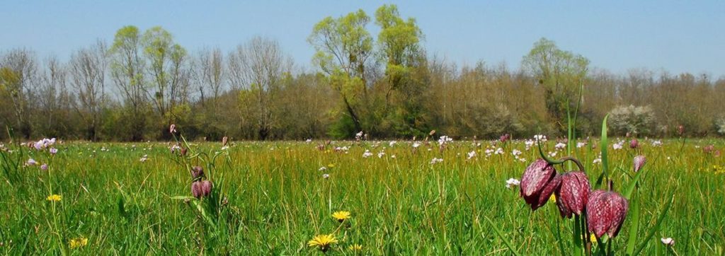 Prairies inondables, milieux naturels à Ouroux-sur-Saône