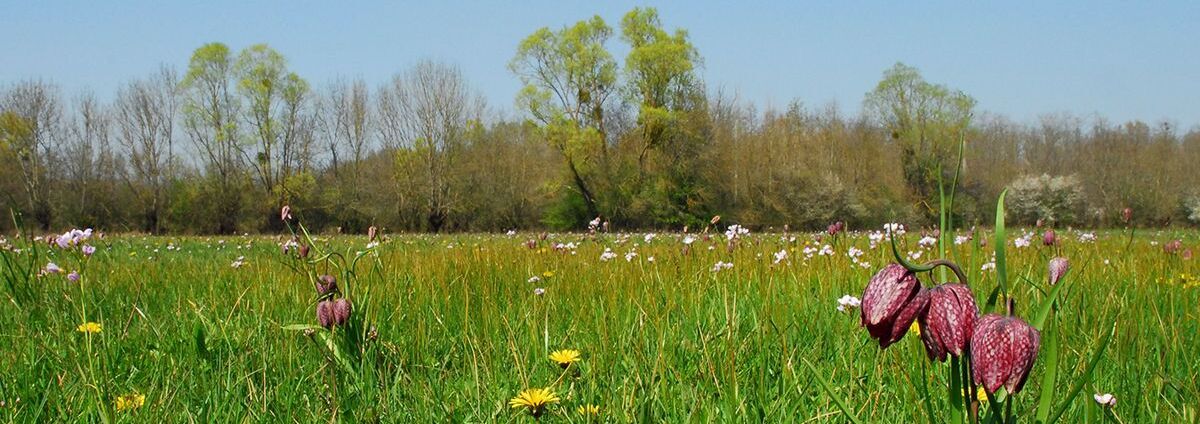 Prairies inondables à Ouroux-sur-Saône