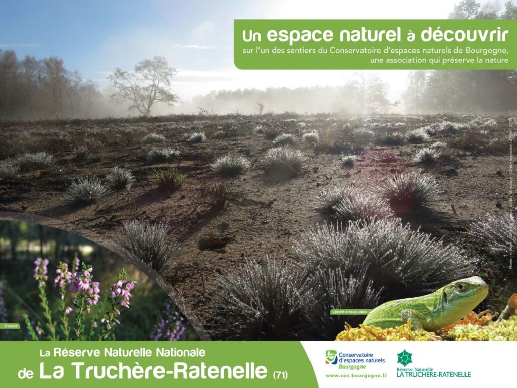 Les dunes de la Réserve Naturelle Nationale de La Truchère Ratenelle, sa faune et sa flore