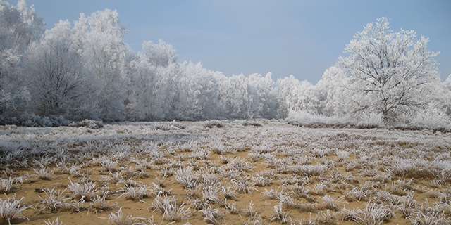 Les dunes de la Réserve naturelle nationale de La truchère-Ratenelle