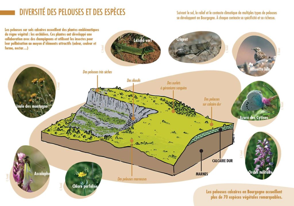 Schéma type des différents types de pelouses sèches