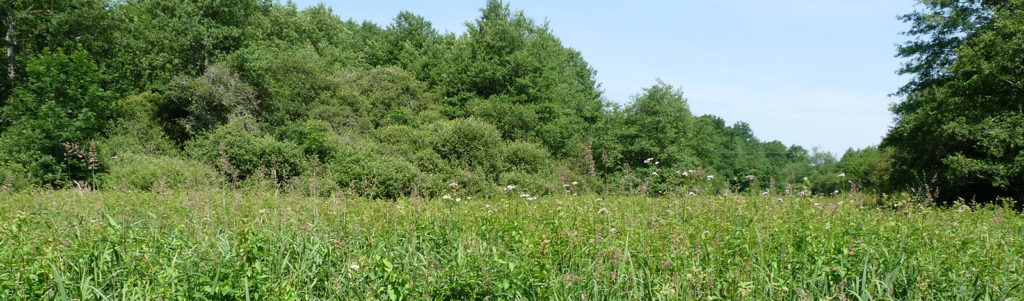Prairie humide du site des Proux