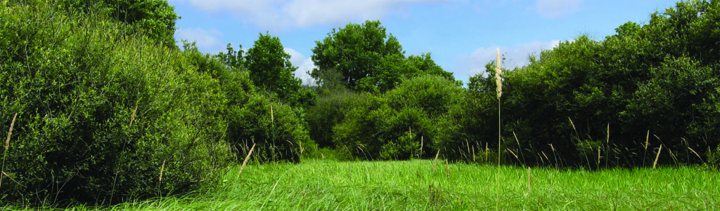 Prairie humide