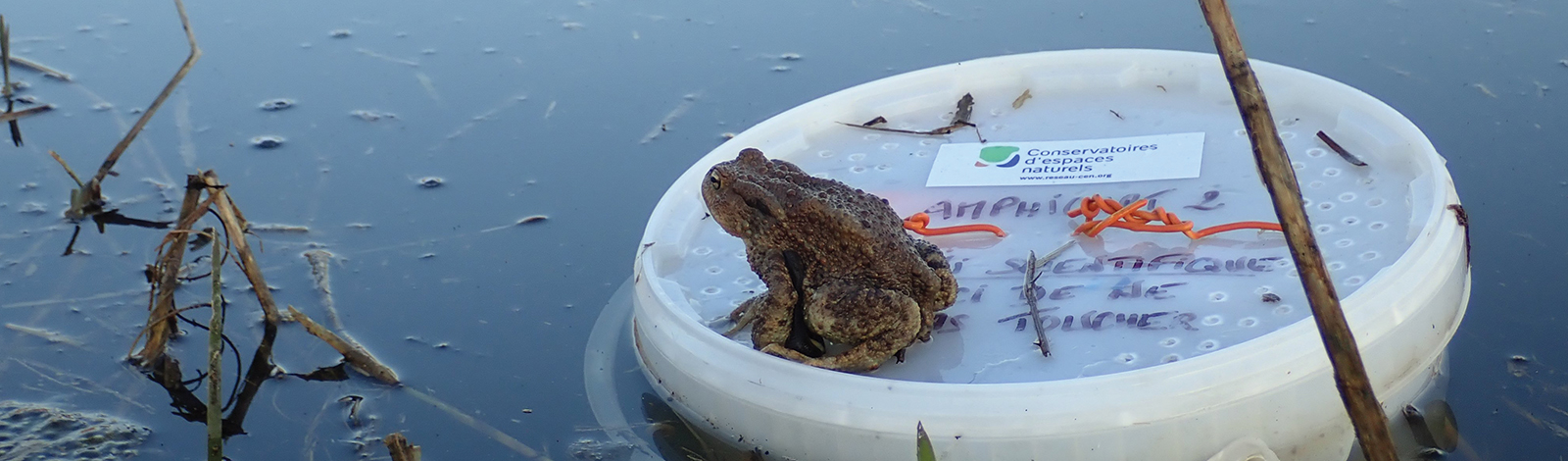 Crapaud