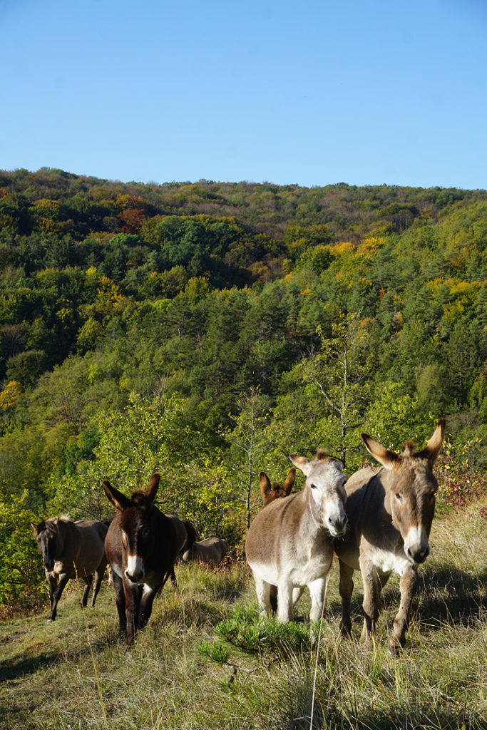 Anes du troupeau du Conservatoire d'espaces naturels de Bourgogne