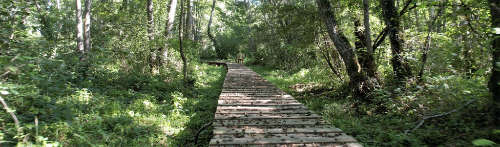 Sentier nature sur pilotis