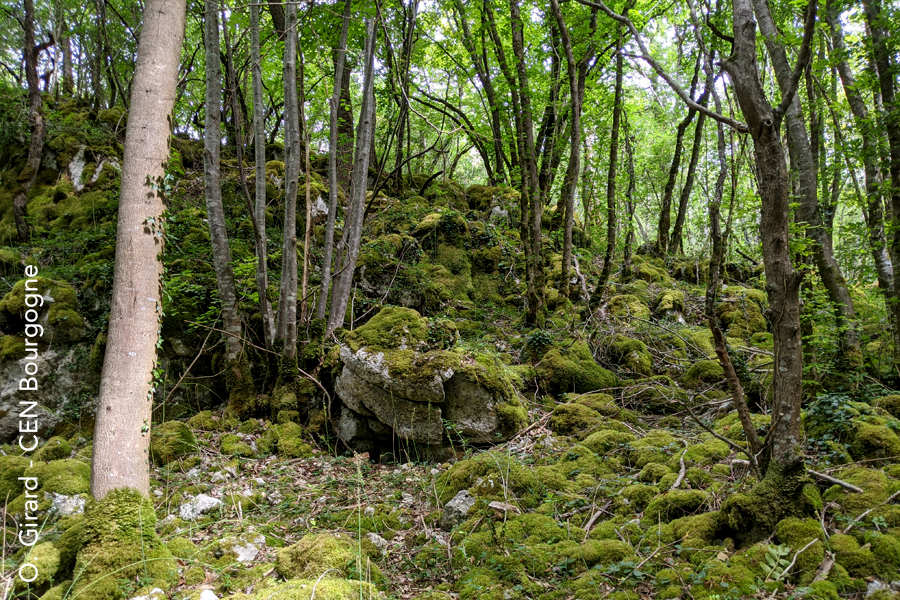 Forêt humide de la Réserve Naturelle Nationale du Bois du Parc