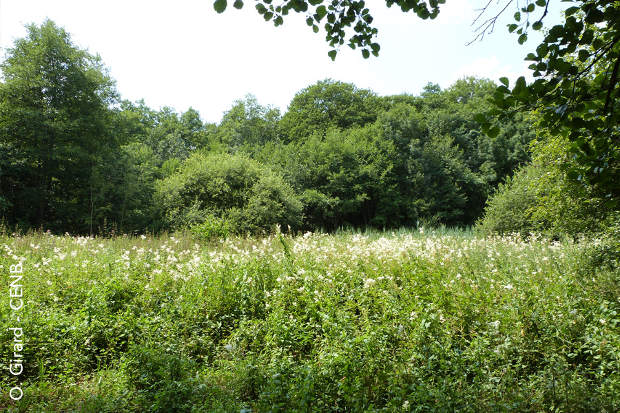 Prairie à hautes herbes