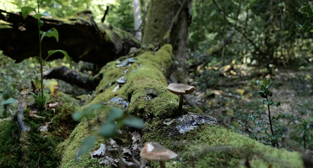 Champignons sur bois mort