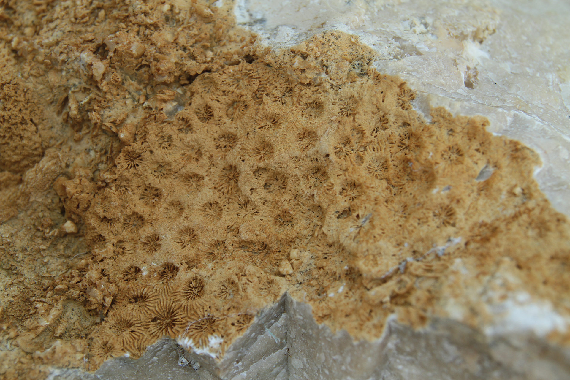 polypier en boule fossilisé