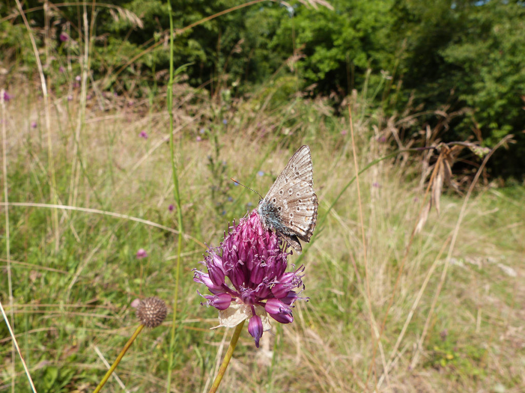 Aïl à tête ronde et papillon