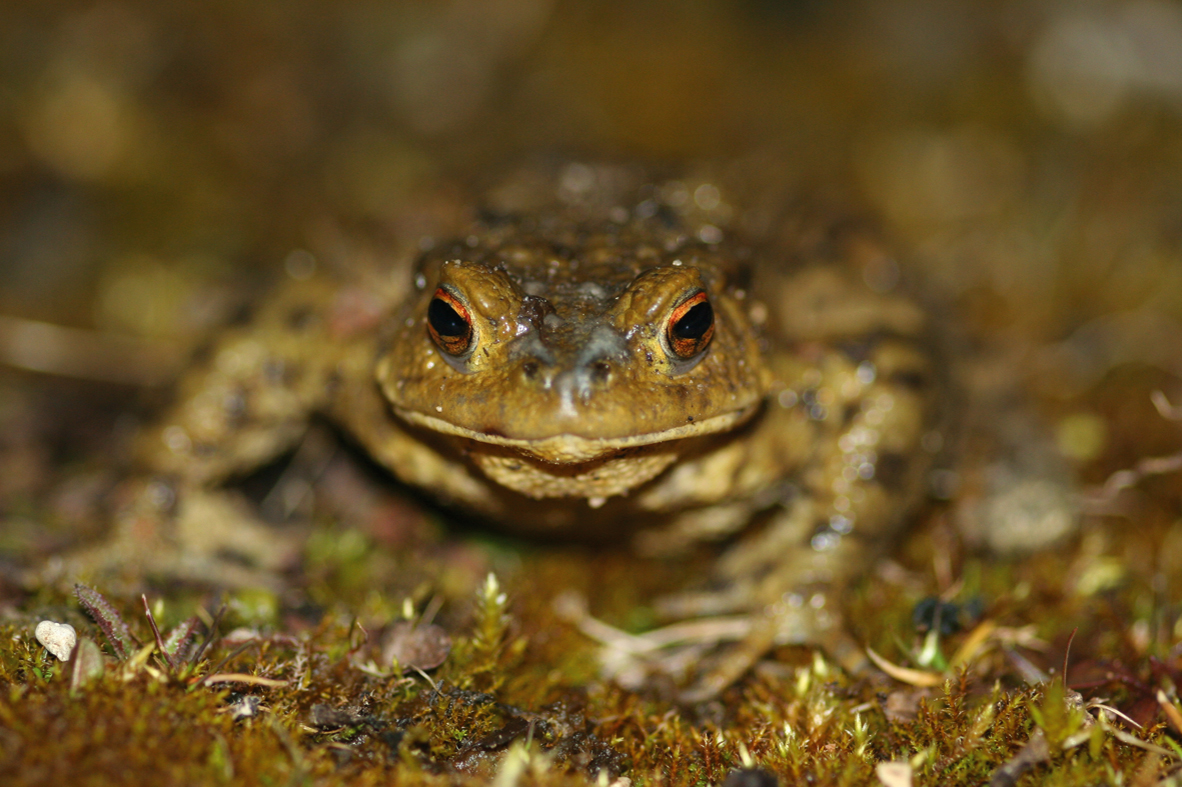Crapaud commun