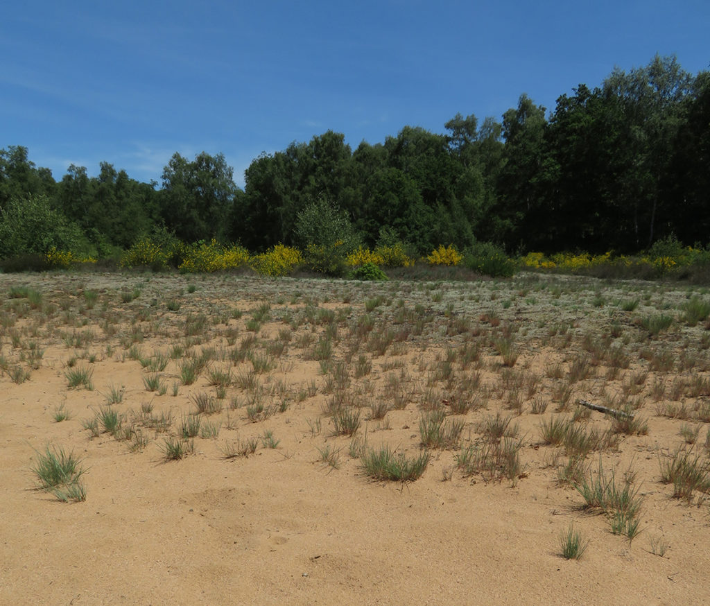 Dunes réserve naturelle