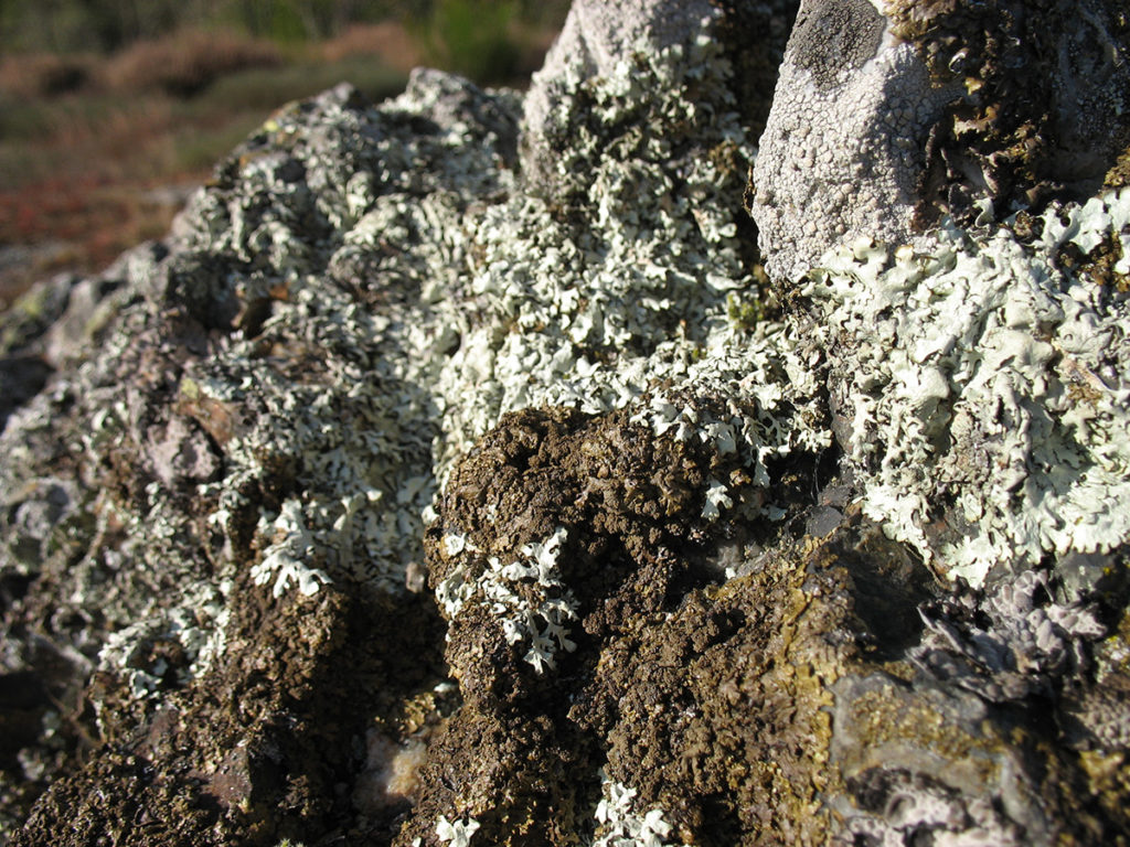 Lichens