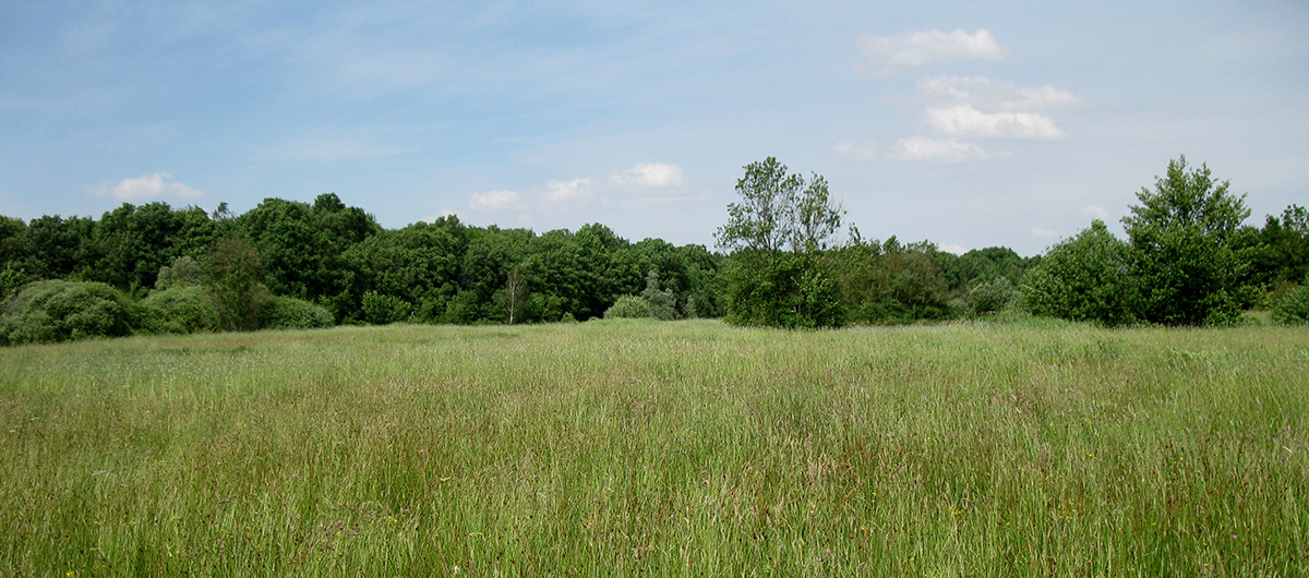 Prairie Ménetreuil