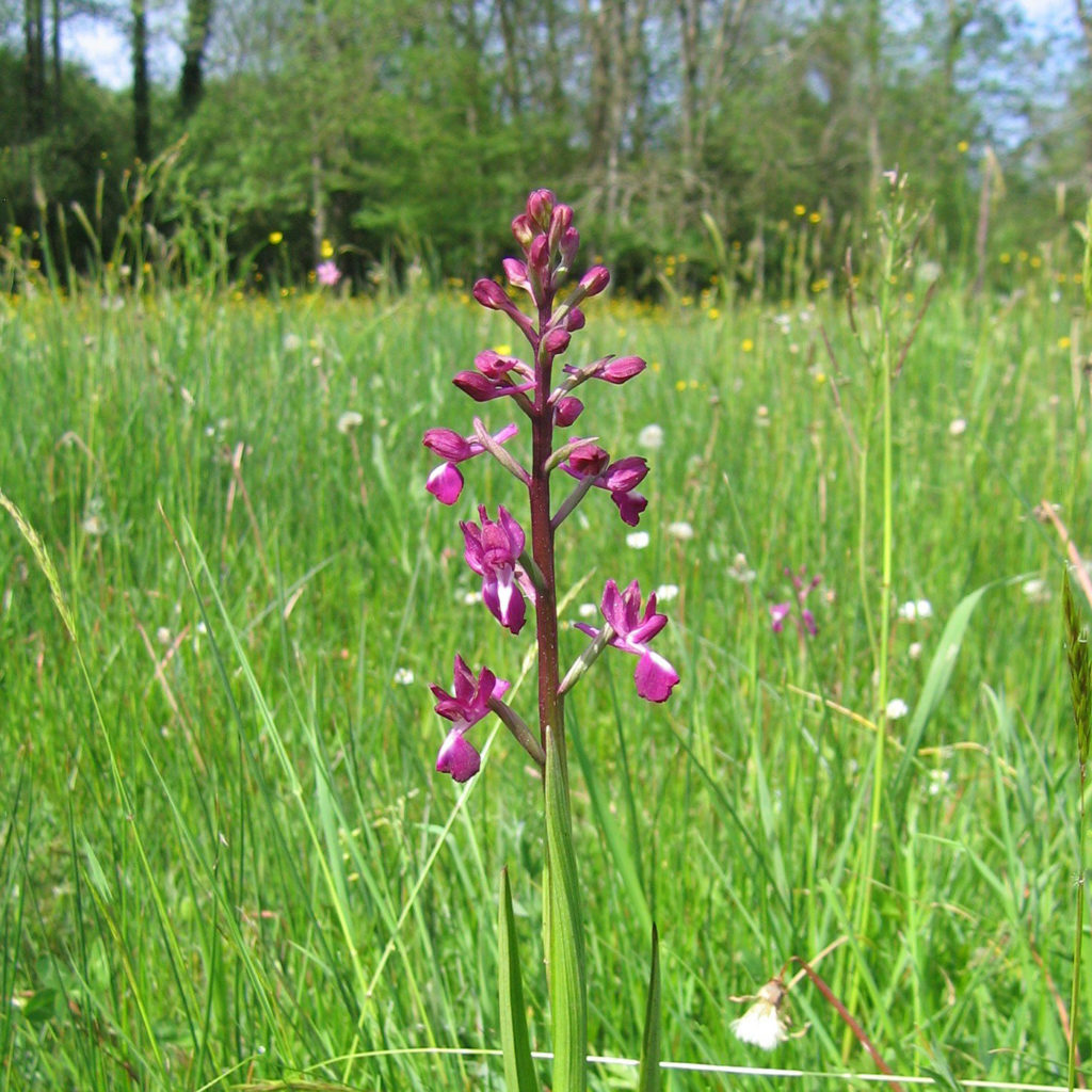 Orchis a fleurs lâches