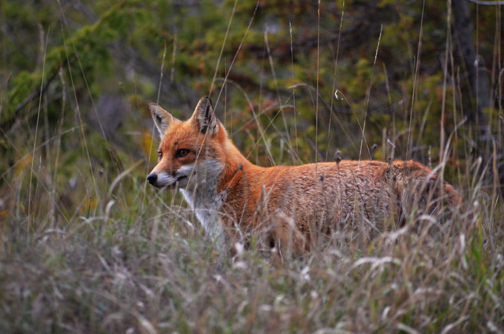 Renard roux