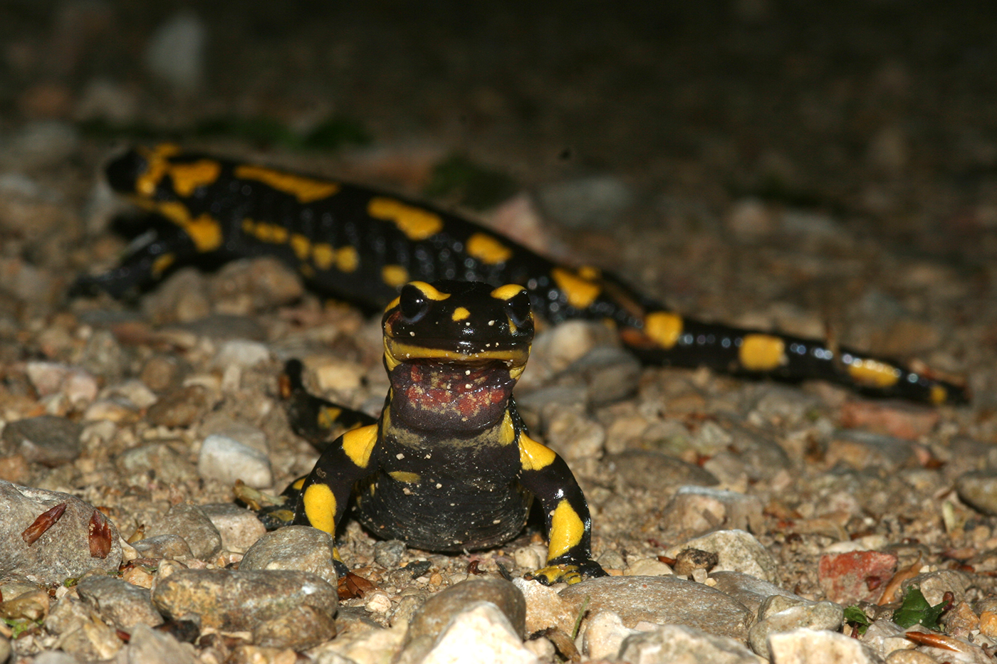 Salamandre tachetée