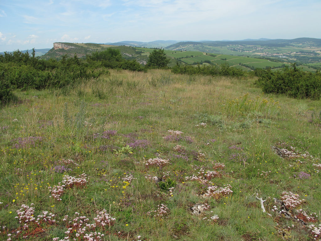 Pelouse sèche à Solutré