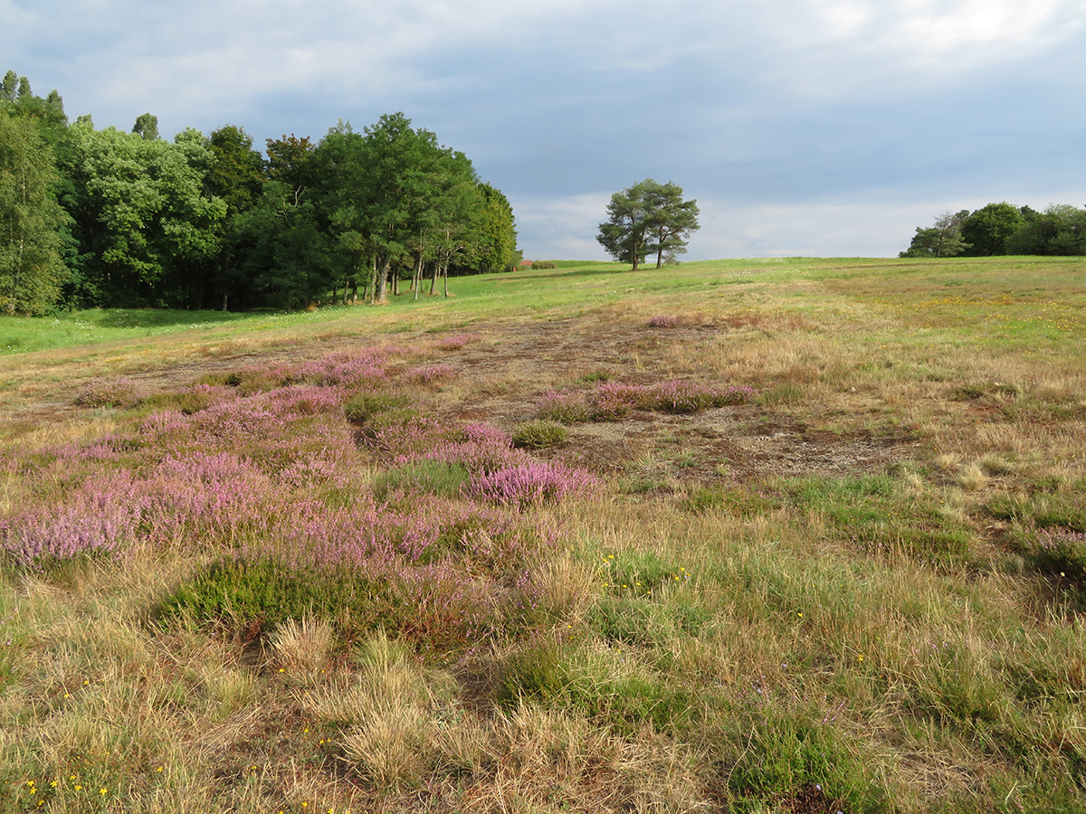 La lande de la Chaume