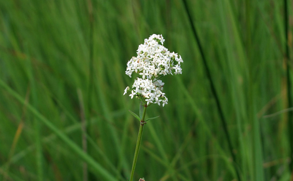 Gaillet boreal