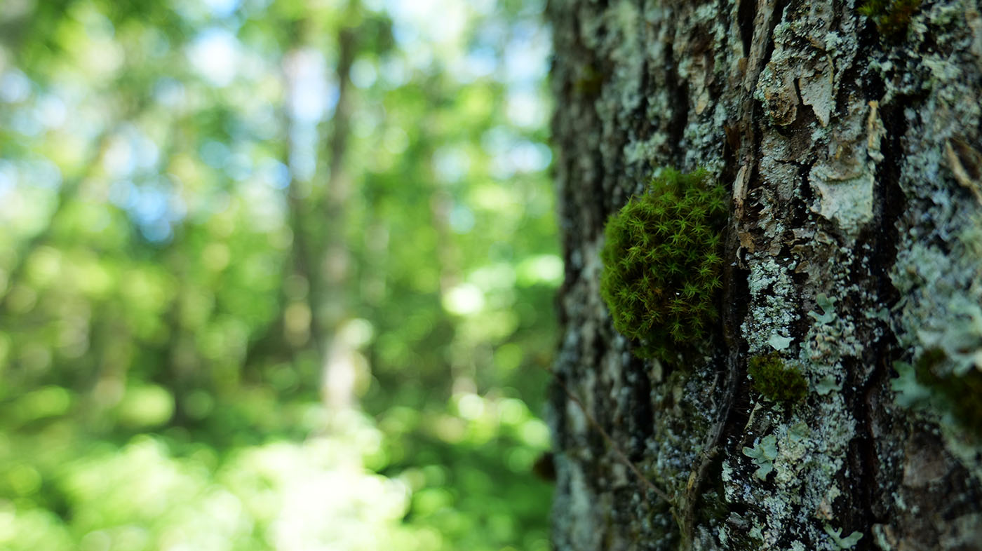 Mousses et lichens se développant sur un arbre