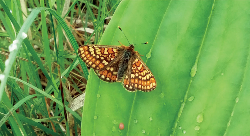Damier de la succise, papillon des milieux humides