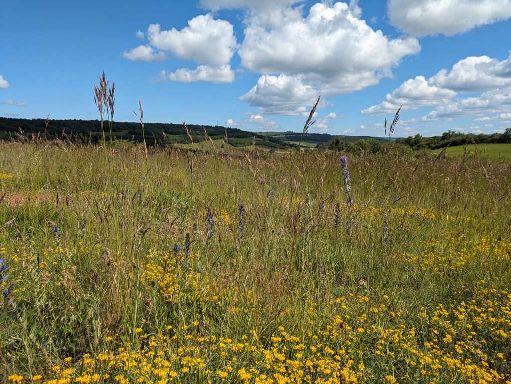 Une pelouse calcaire fleurie
