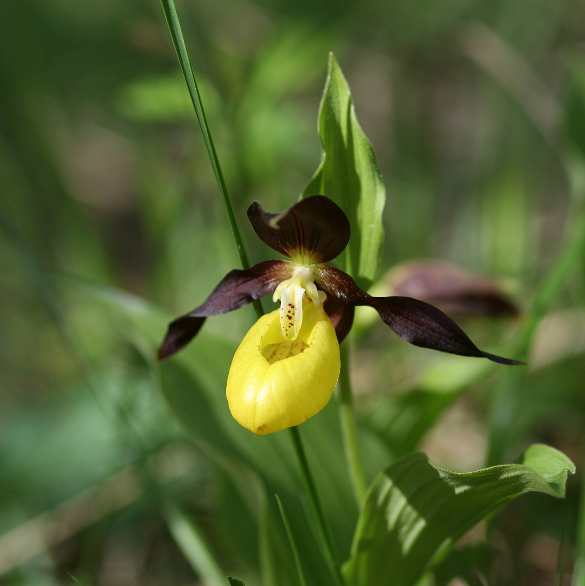 Sabot de Vénus, grande orchidée forestière présente dans les lisières forestières de certains sites du Châtillonnais