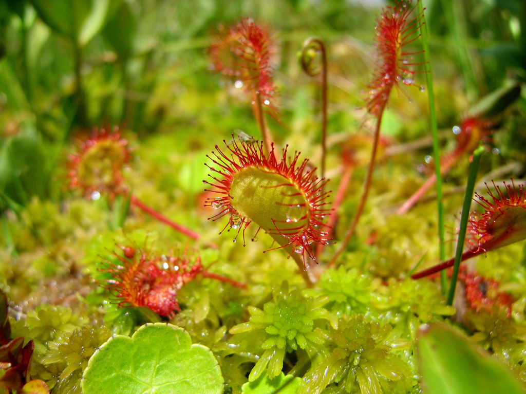 Drosera à feuilles rondes, plante carnivore des milieux humides
