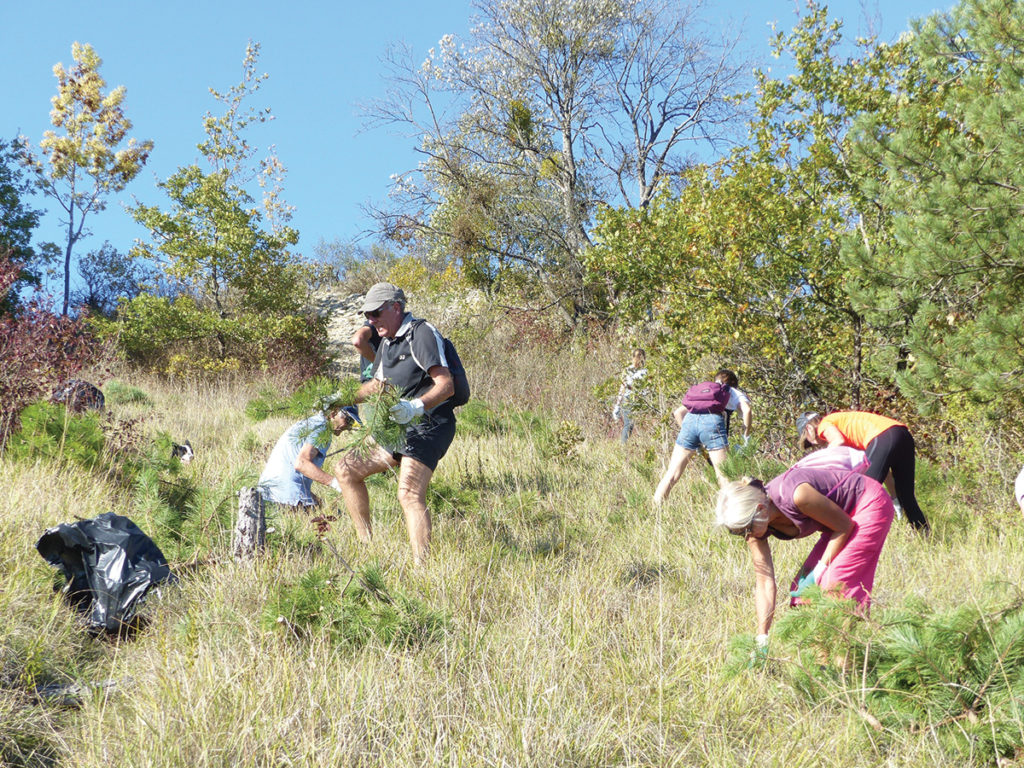 Chantier d'arrachage de pins sur l'Espace naturel sensible des pelouses et combes de la Vallée de l'Ouche (21)
