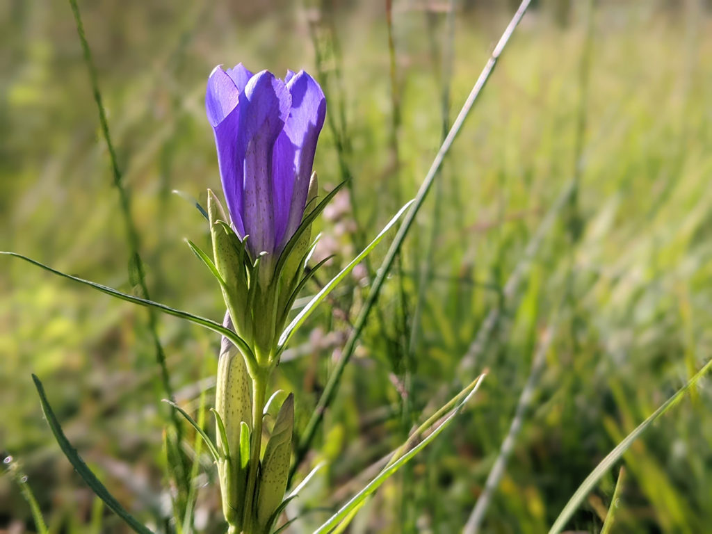 Gentiane pneumonanthe - O. Girard - CEN Bourgogne