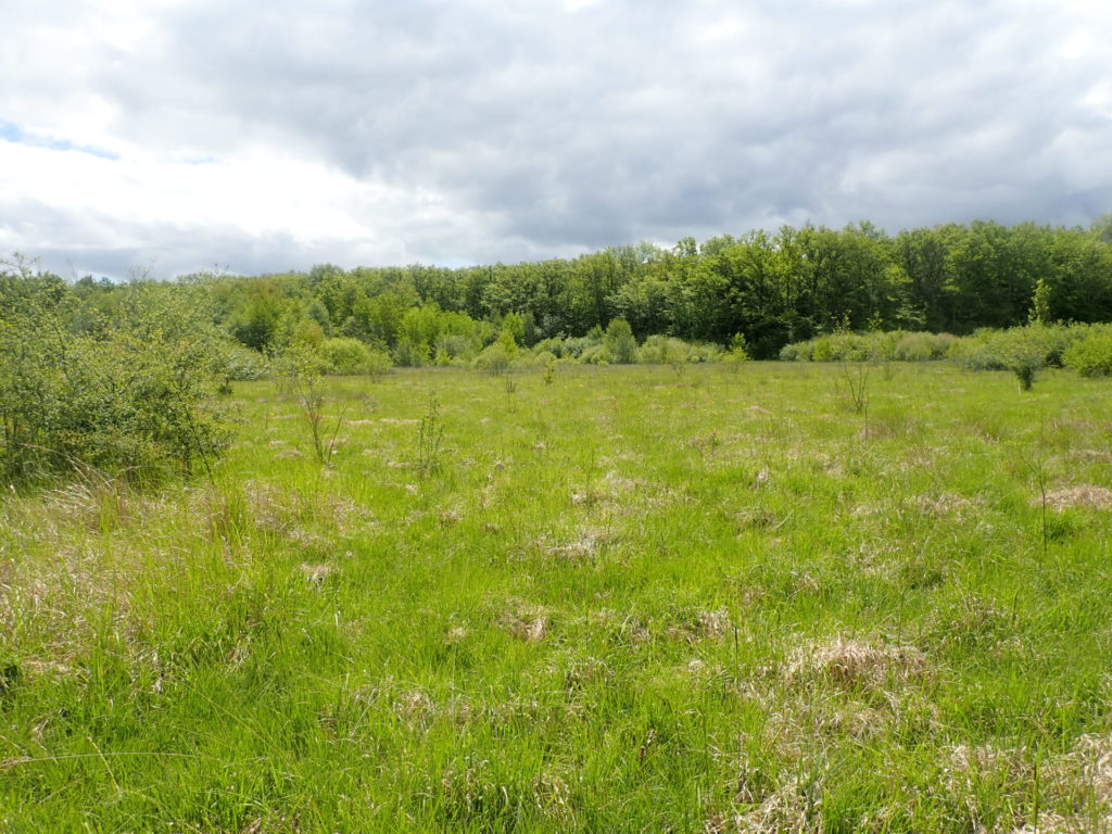 Prairie humide sur la commune d'Auxy - C. Barbier - CEN Bourgogne