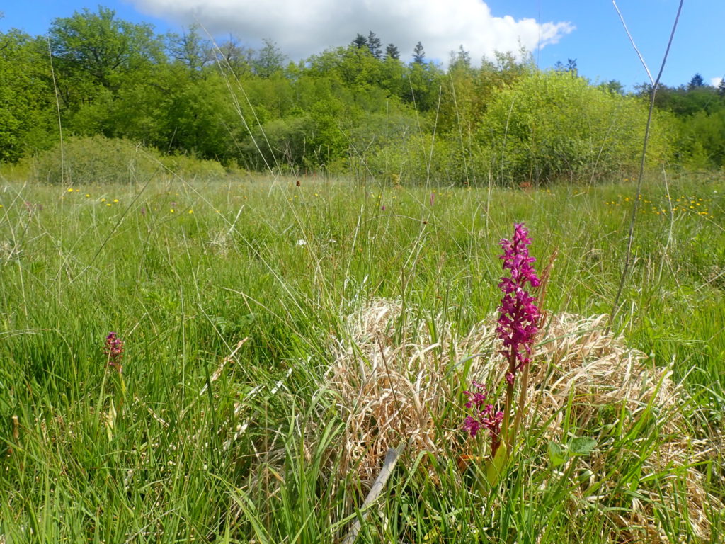 Prairie humide sur la commune d'Auxy (71) - C. Barbier - CEN Bourgogne