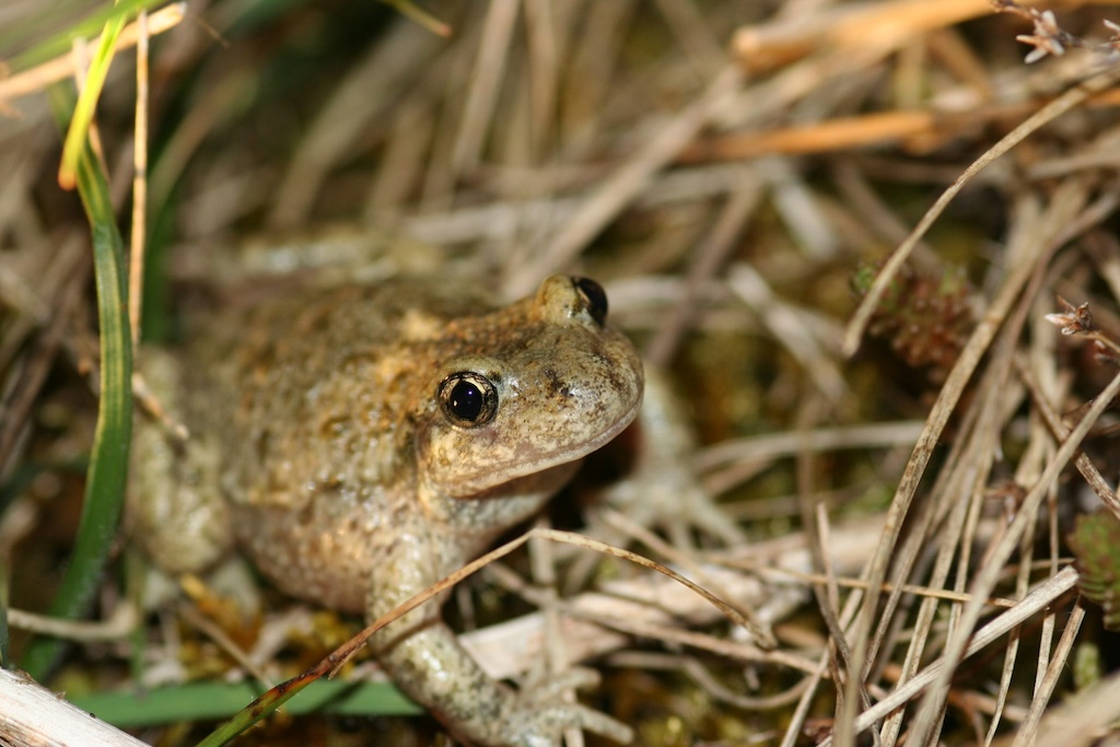 Crapaud alyte accoucheur
