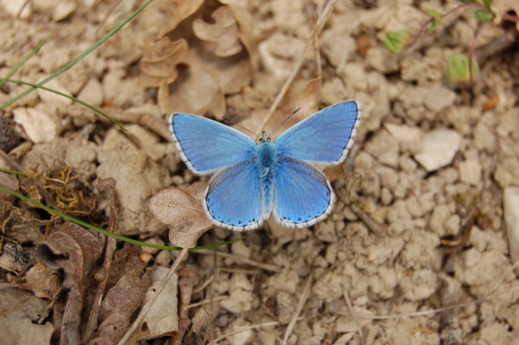 Argus male