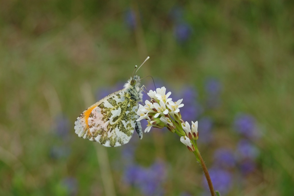 L'Aurore est un papillon qui fréquente les pelouses sèches