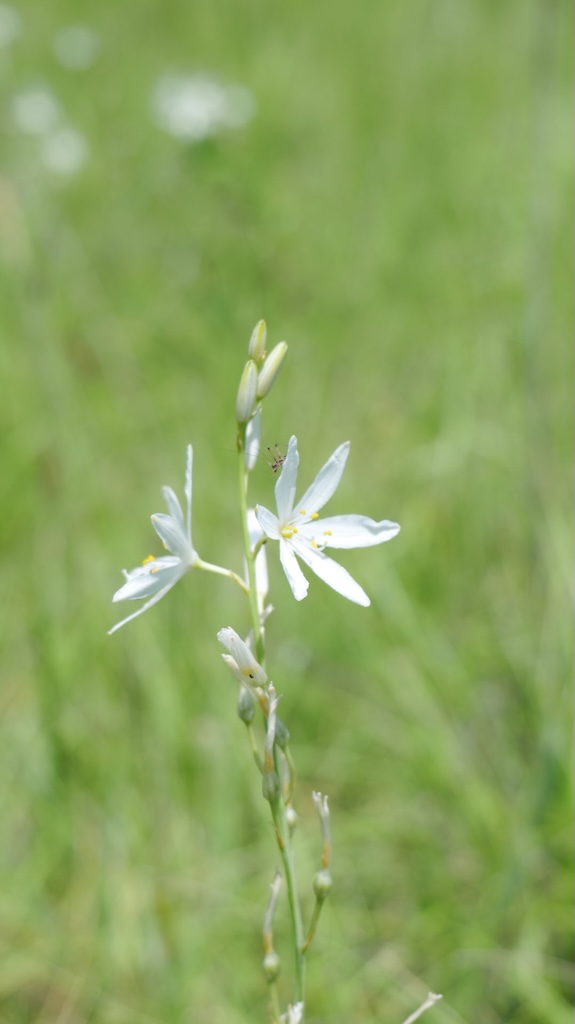 Phalangère à fleur de lys