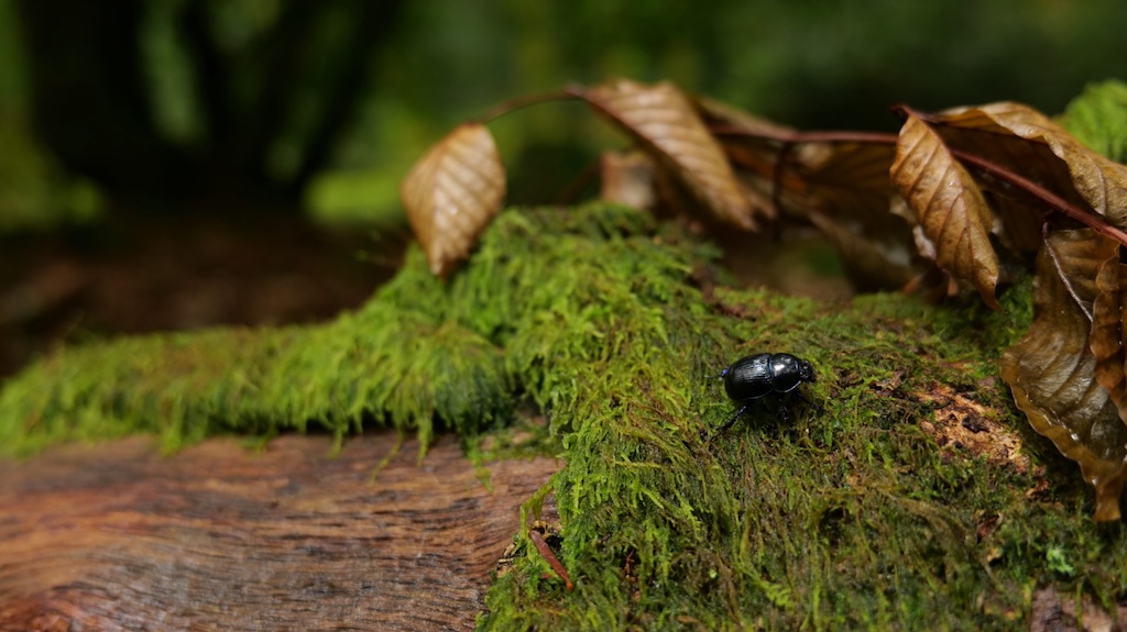 Insecte sur tronc d'arbre mort