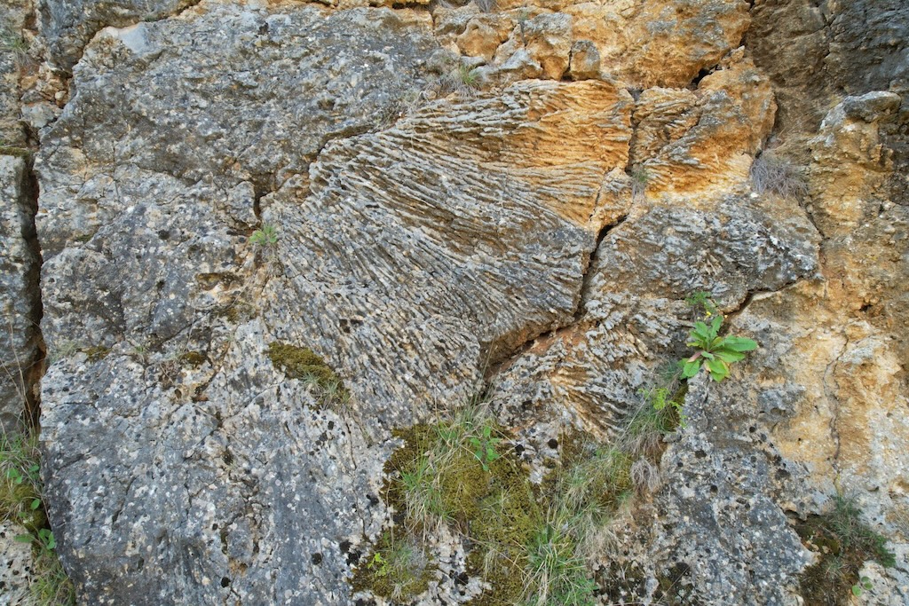 Fossile de polypier dans la carrière des quatre pieux sur la Réserve Naturelle Nationale du Bois du Parc