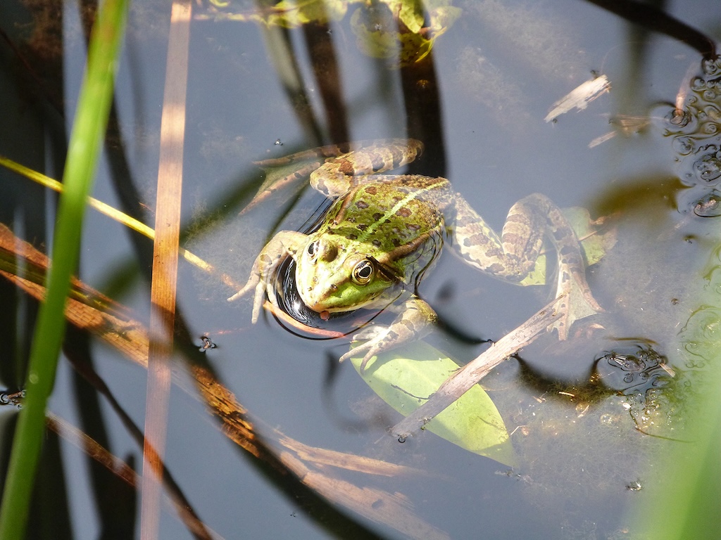 Grenouille verte