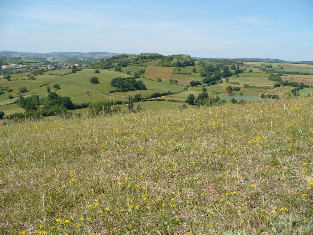 Pelouse sèche sur le Mont Avril (71)