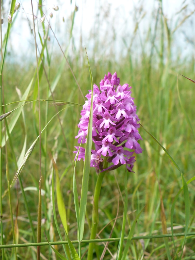 Orchis pyramidal