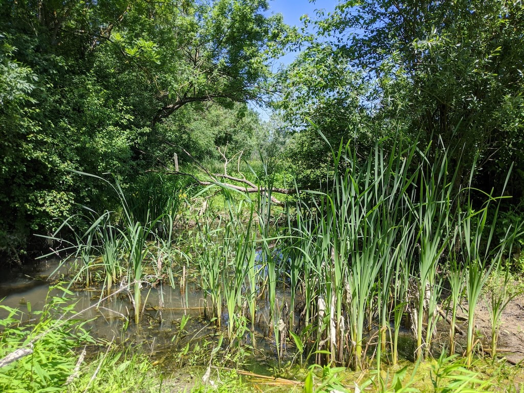 Mare à Ouroux-sur-Saône