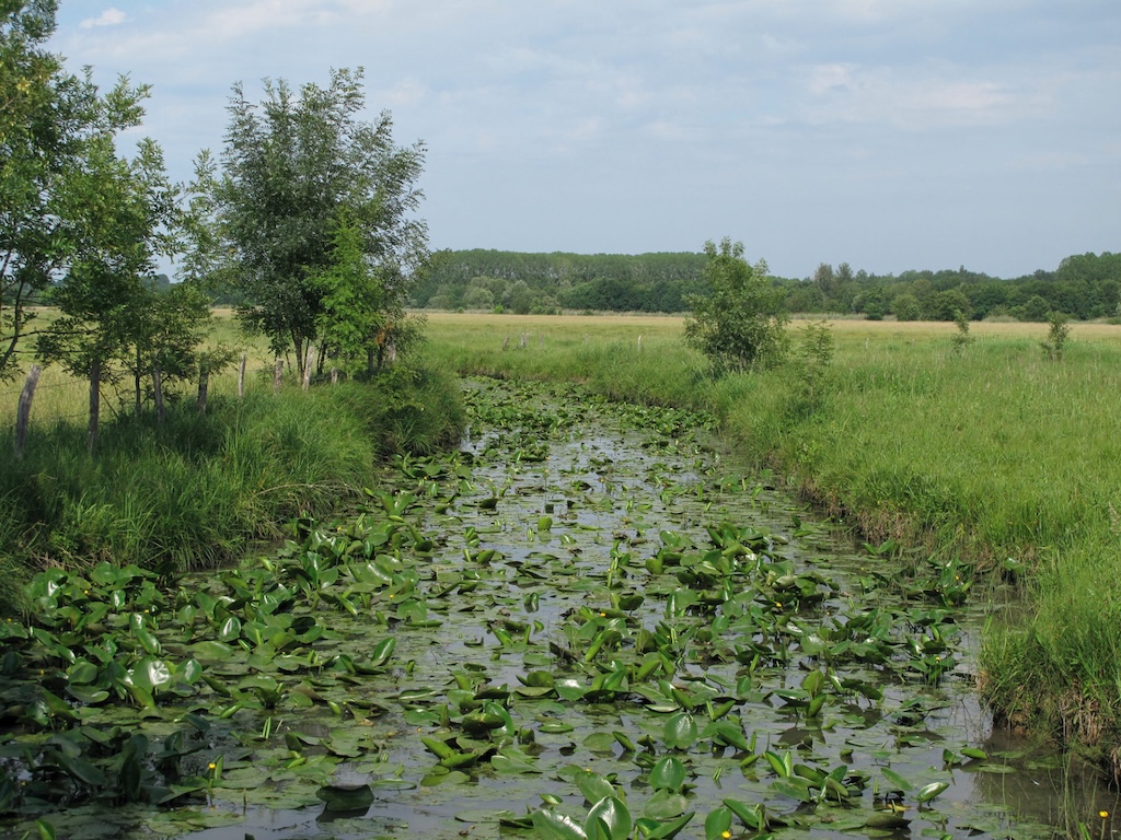Prairie inondable de la vallée de la Seille